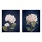 Stupell Industries Hydrangea Flower on Blue 2 pc Wall Plaque Art Set Design by Patricia Pinto